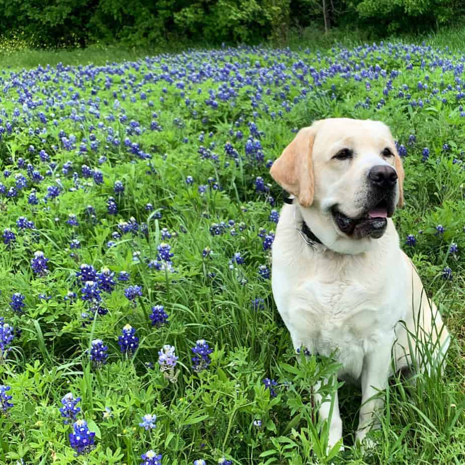 English Labrador retriever in field of bluebonnets